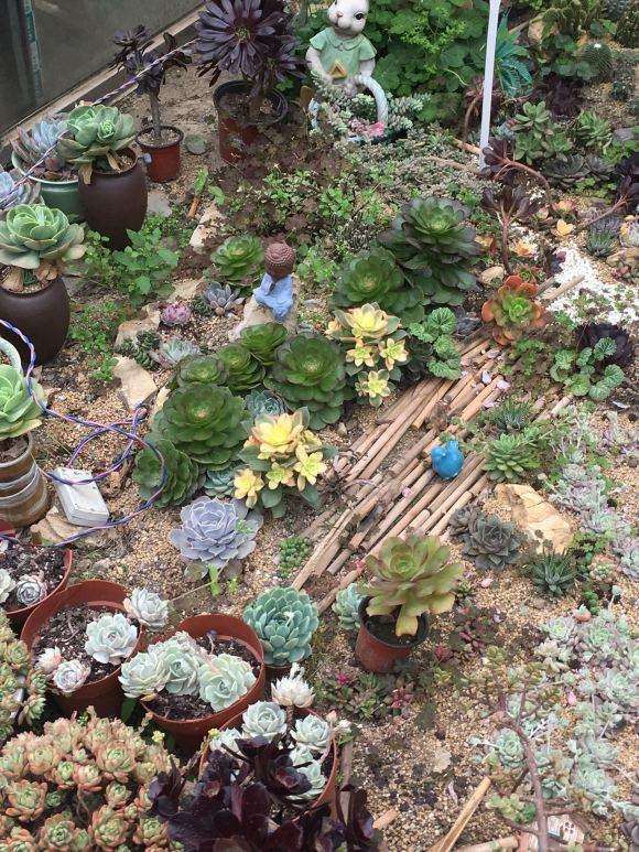 我家附近的唯一多肉大棚
