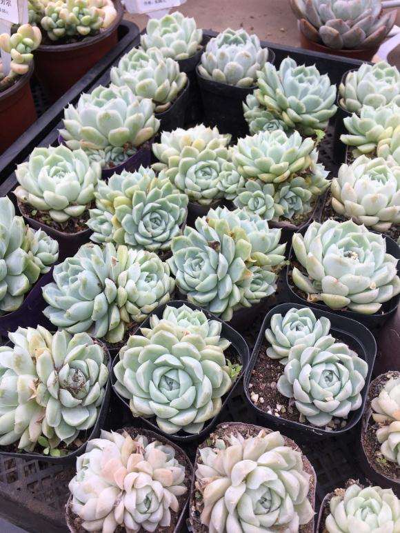 我家附近的唯一多肉大棚 看图片