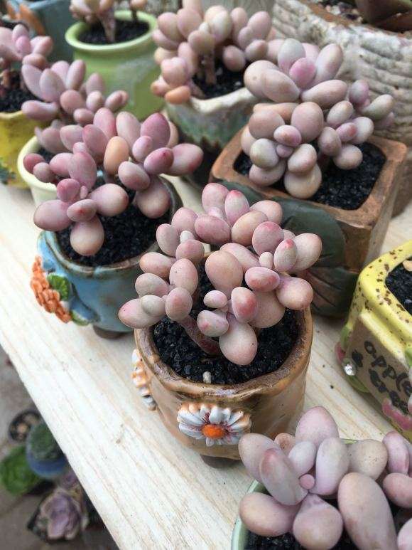 上海有哪9家多肉大棚