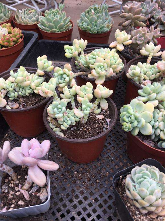 上海有哪9家多肉大棚
