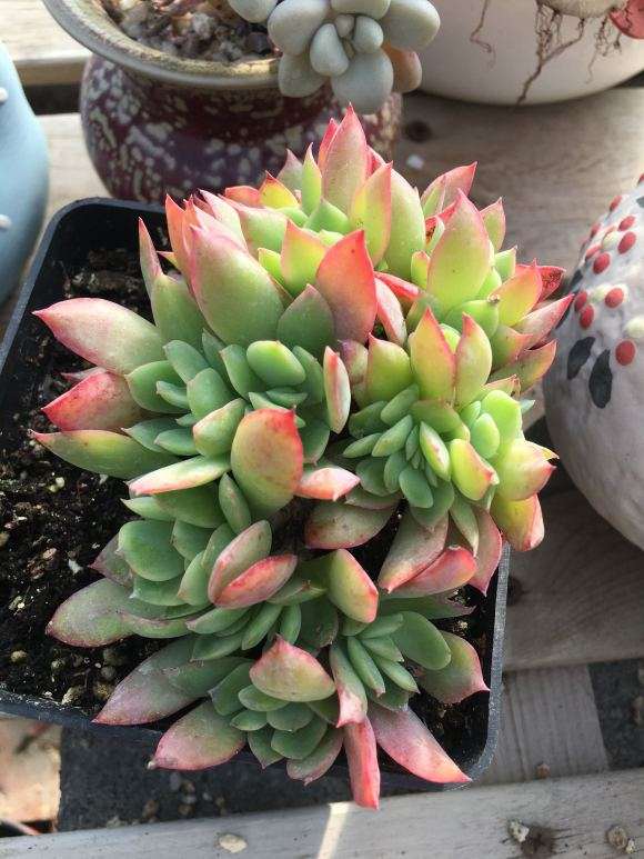 北京海淀发现一个多肉大棚