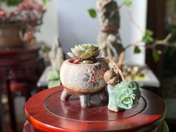 北京海淀发现一个多肉大棚