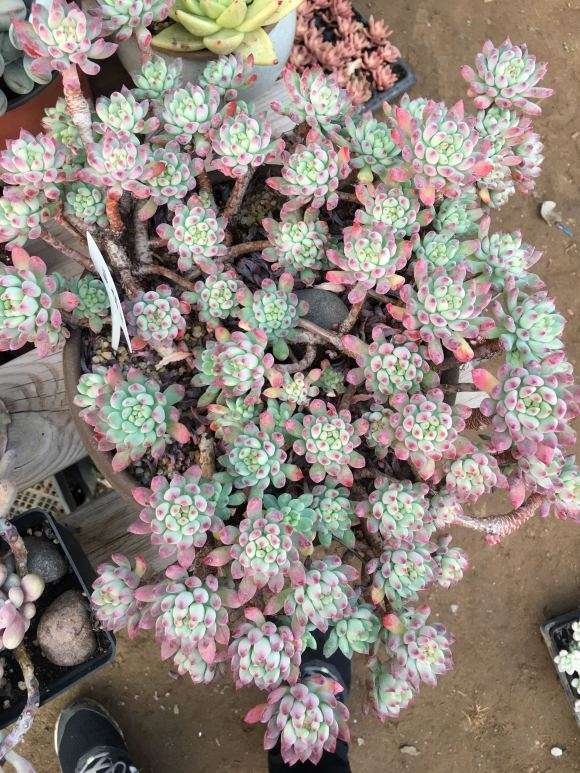 北京海淀发现一个多肉大棚