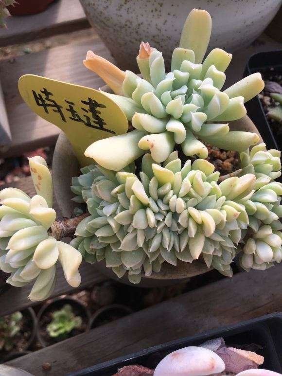 北京海淀发现一个多肉大棚