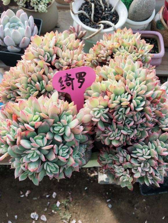 北京海淀发现一个多肉大棚