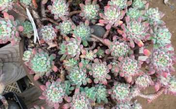 北京海淀发现一个多肉大棚 地址海淀区