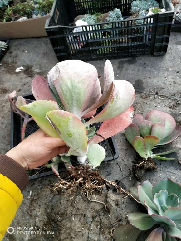 今天去多肉大棚买了一些