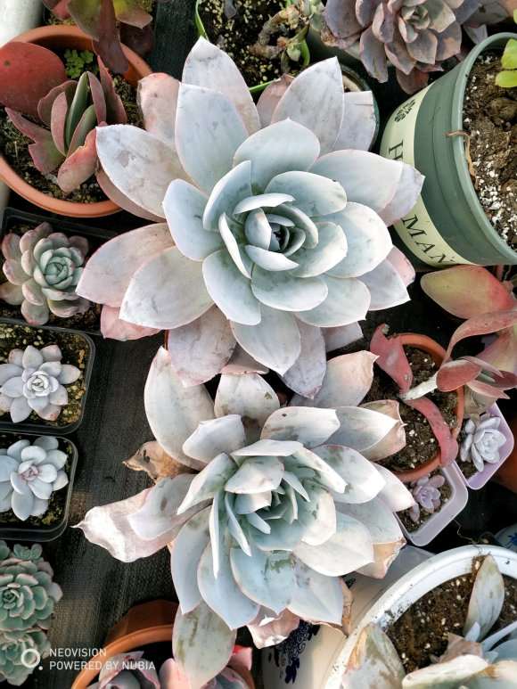 今天去多肉大棚买了一些