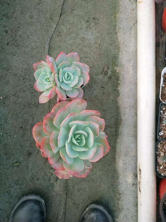 今天去多肉大棚买了一些