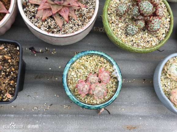 今天去多肉大棚买了一些