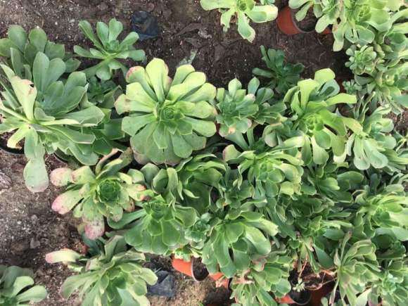 搭建多肉大棚 要投资多少钱