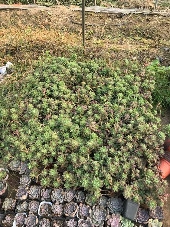 搭建多肉大棚 要投资多少钱