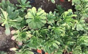 10亩土地搭建多肉大棚 要投资多少钱