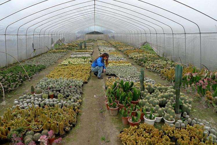 多肉大棚该怎么搭建比的7个问题