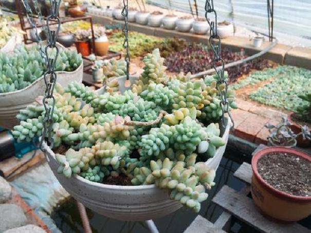 多肉大棚该怎么搭建比的7个问题