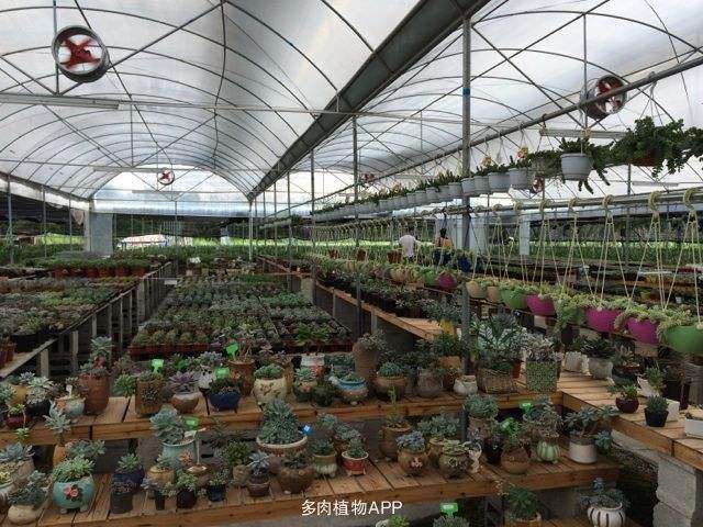 多肉大棚该怎么搭建比的7个问题