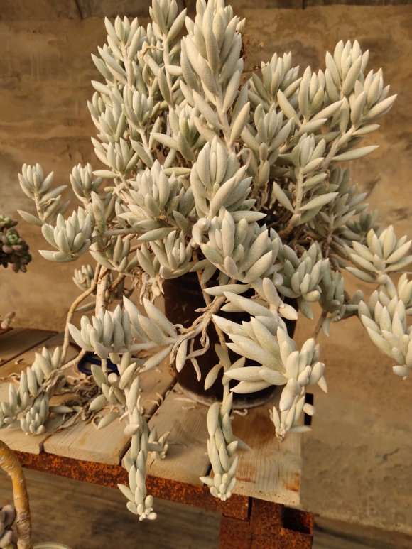 今天去个多肉大棚逛 拍了一些老桩