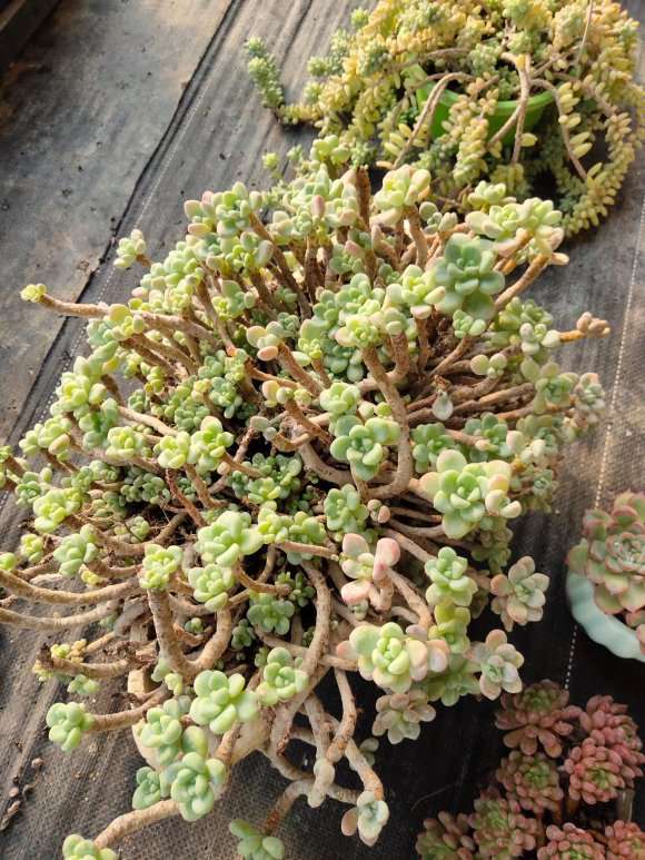 今天去个多肉大棚逛 拍了一些老桩