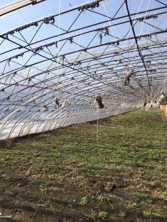 当年搭建的多肉大棚 全荒废了 图片