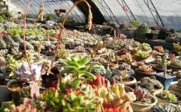 开封多肉大棚地址在哪里 怎么去