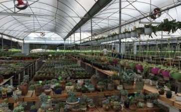 西安哪儿有多肉大棚 怎么走 图片