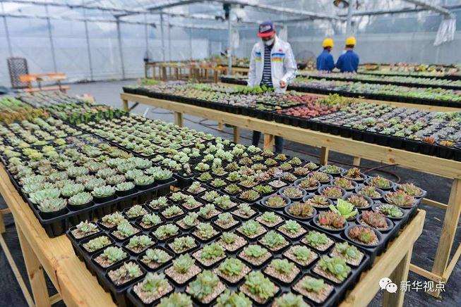 上海有哪些多肉大棚