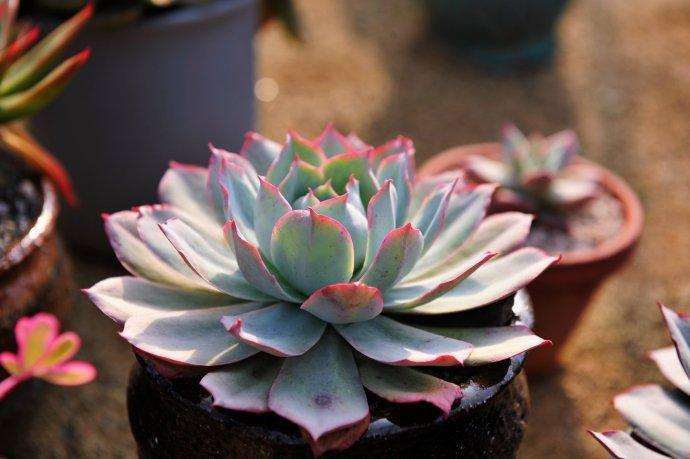 上海卖多肉植物的花鸟市场