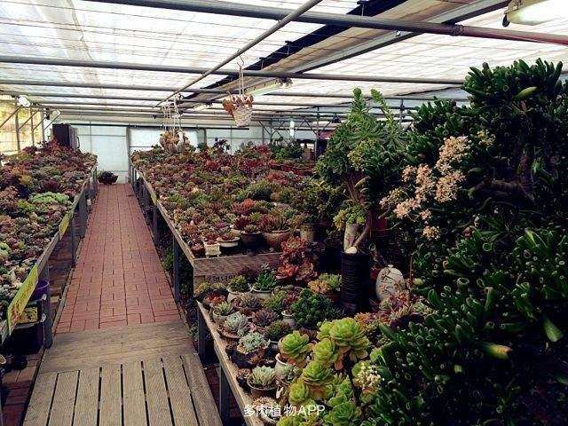 上海卖多肉植物的花鸟市场