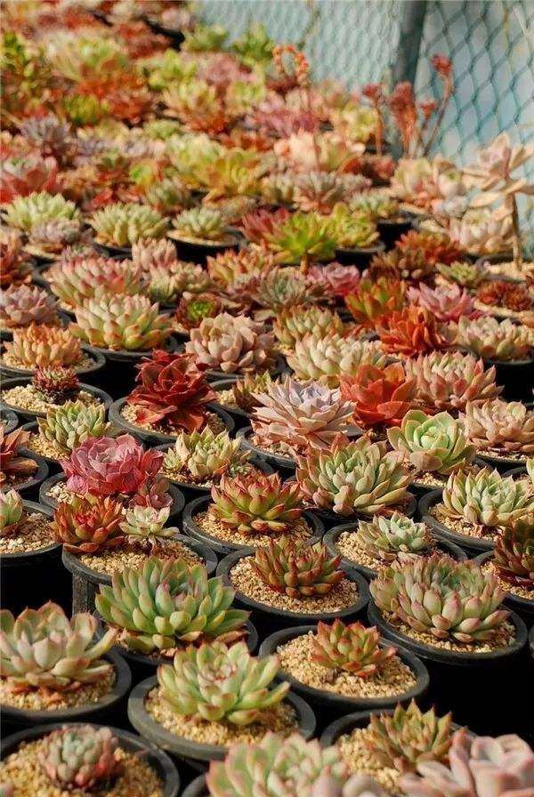 上海有哪4家多肉大棚市场 图片