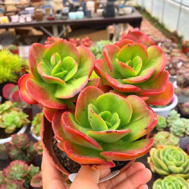 上海有哪4家多肉大棚市场 图片