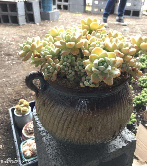 为什么北方多肉大棚没有南方多