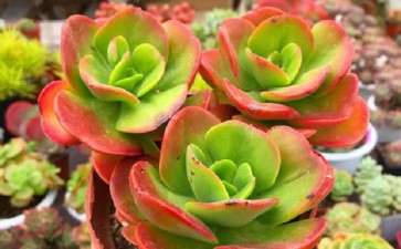 为什么北方多肉大棚没有南方多 图片