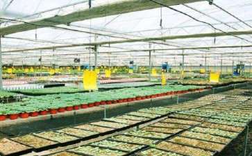 上海有多肉大棚基地吗 地址在哪里