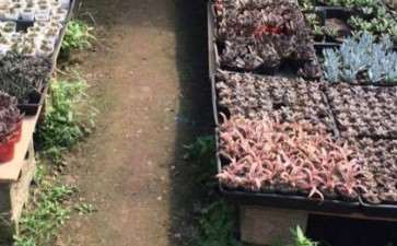 去深圳多肉大棚买了几个 可以吗