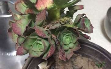 今天去宋庄的多肉大棚 买了几个