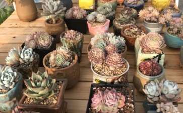 成都多肉大棚位置在哪里 怎么去 图片