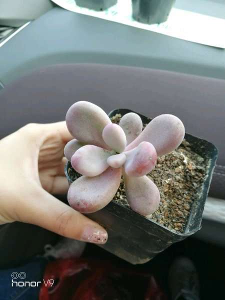 今天去沈阳的多肉大棚 买了几个