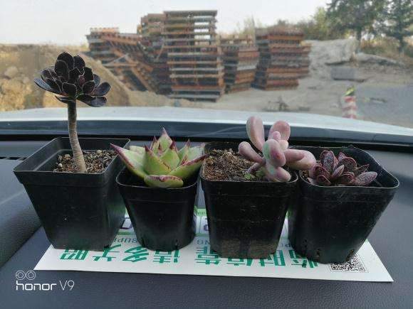 今天去沈阳的多肉大棚 买了几个