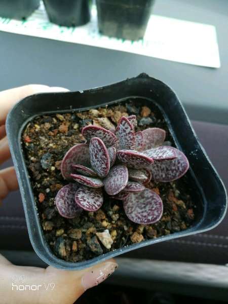 今天去沈阳的多肉大棚 买了几个