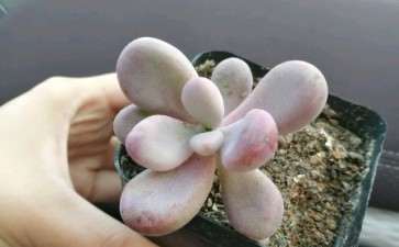 沈阳多肉植物大棚地址在哪里 想买了几个