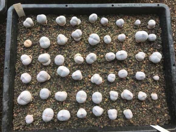 你去过沈阳十里河那边的的大棚吗