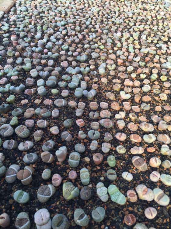 你去过沈阳十里河那边的的大棚吗