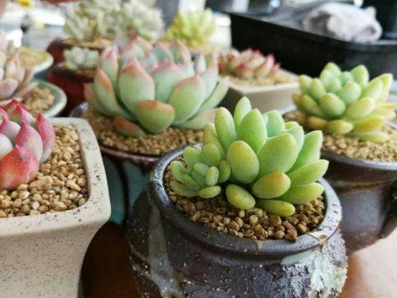 你去过沈阳十里河那边的的大棚吗