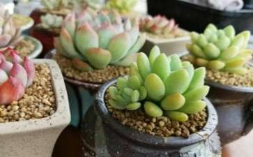 沈阳十里河的多肉大棚地址在哪里