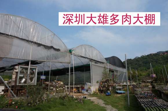 深圳大棚棚主讲多肉怎么度夏的方法