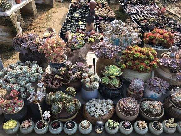 深圳大棚棚主讲多肉怎么度夏的方法