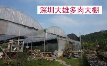 深圳大棚棚主讲多肉怎么度夏的方法