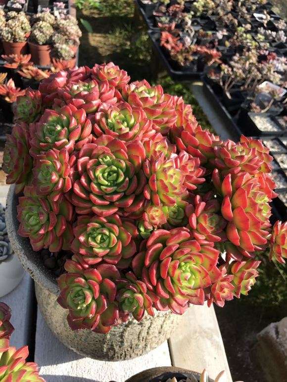 夏天多肉度夏主要点有4点