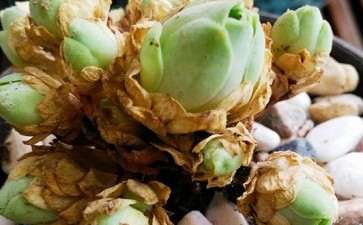 山地玫瑰多肉怎么度夏的经验 图片