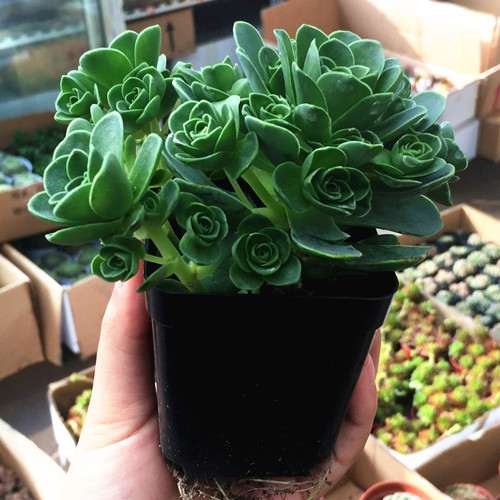 养多肉植物用什么基质